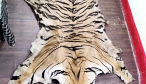 नारायणपुर के बाघ की खाल तस्कर को सिहावा पुलिस ने किया गिरफ्तार Chhattisgarh Crimes