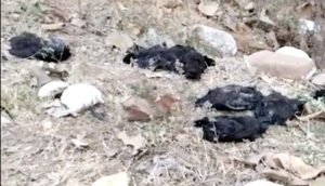 Chhattisgarh Crimes