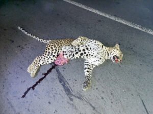 Chhattisgarh Crimes
