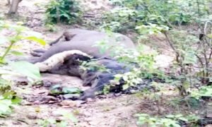 Chhattisgarh Crimes