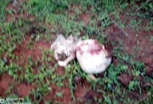 Chhattisgarh Crimes