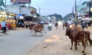 Chhattisgarh Crimes