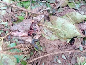 Chhattisgarh Crimes