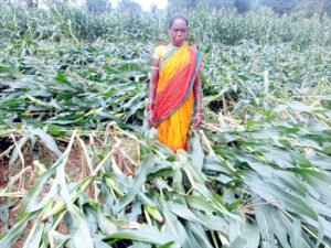 Chhattisgarh Crimes