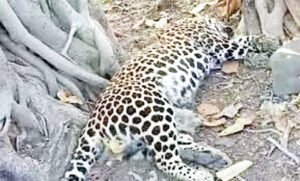 Chhattisgarh Crimes
