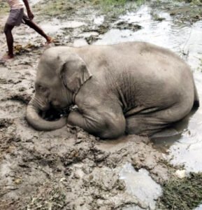 Chhattisgarh Crimes