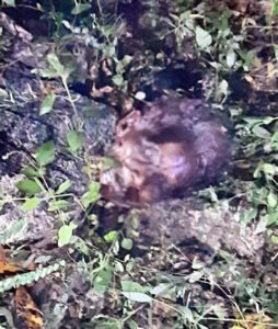 Chhattisgarh Crimes