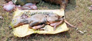Chhattisgarh Crimes