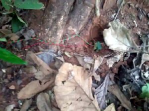 Chhattisgarh Crimes