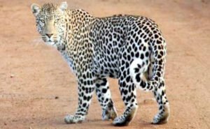 घटारानी मंदिर में जब पहुंचा तेंदुआ, देखिए वीडियो Chhattisgarh Crimes