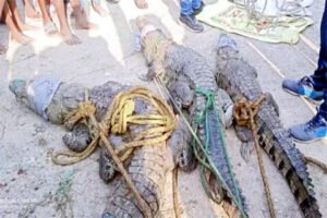 मछली जाल में फंस गए तीन मगरमच्छ Chhattisgarh Crimes