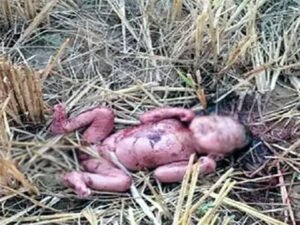 Chhattisgarh Crimes