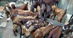 Chhattisgarh Crimes