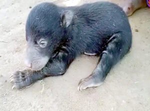 जंगल गए युवक को मिला भालू का बच्चा, 2 दिन से कर रहा देखभाल Chhattisgarh Crimes