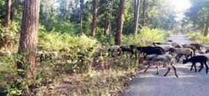Chhattisgarh Crimes