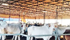 Chhattisgarh Crimes