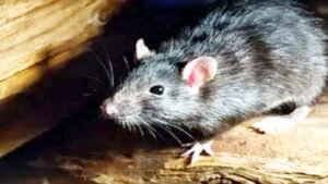 सावधान ! नए वायरस ने दी दस्तक, क्या है लासा फीवर और इसके लक्षण Chhattisgarh Crimes