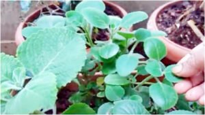 अजवायन की पत्तियां दिलाती हैं गठिया के रोग से छुटकारा, जानिए कैसे करें इस्तेमाल? Chhattisgarh Crimes