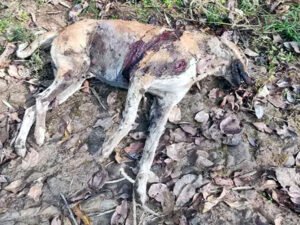 Chhattisgarh Crimes