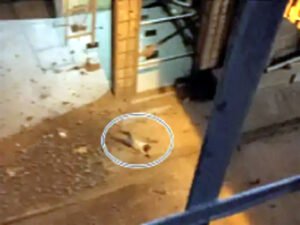 भिलाई स्टील प्लांट में हादसा, एक की मौत, 4 घायल Chhattisgarh Crimes