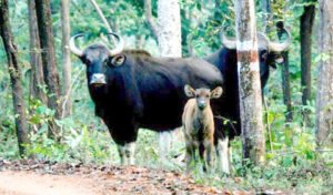 Chhattisgarh Crimes