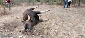 Chhattisgarh Crimes