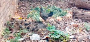 Chhattisgarh Crimes
