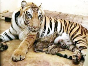Chhattisgarh Crimes