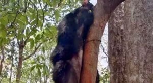 Chhattisgarh Crimes