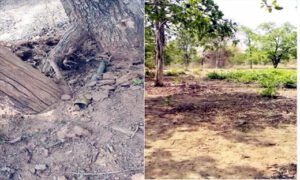 नक्सलियों के नापाक मंसूबे नाकाम : सुरक्षाबलों ने आईईडी बरामद कर किया निष्क्रिय Chhattisgarh Crimes