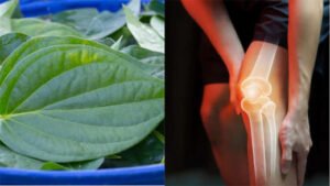 पान के पत्ते से कंट्रोल हो सकता है यूरिक एसिड, ऐसे करें सेवन Chhattisgarh Crimes