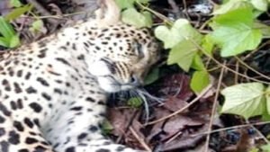 ट्रेन की चपेट में आने से तेंदुआ की मौत Chhattisgarh Crimes