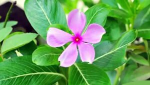 हाई ब्लड प्रेशर ही नहीं डायबिटीज से भी दिलाता है छुटकारा सदाबहार का पौधा, जानें कौन से 5 रोग होते हैं दूर Chhattisgarh Crimes