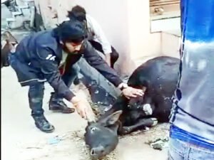 शूटिंग पर जाते वक्त नाले में गिरी गाय को एक्टर करण खान ने निकाला बाहर Chhattisgarh Crimes