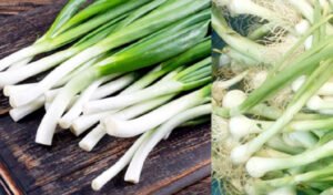 सर्दियों में सेहत के लिए किसी वरदान से कम नहीं है हरा प्याज, सेवन करने से मिलेंगे चौंकाने वाले फायदे Chhattisgarh Crimes