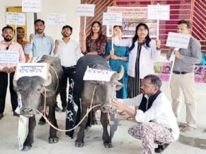 संविदा कर्मचारियों ने भैंस के आगे बीन बजाकर किया प्रदर्शन Chhattisgarh Crimes