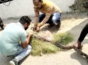 मछली पकड़ने जाल डाला, फंस गया अजगर Chhattisgarh Crimes