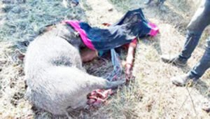 मां ने बच्ची को जंगली सूअर से बचा लिया, लेकिन खुद की चली गई जान Chhattisgarh Crimes