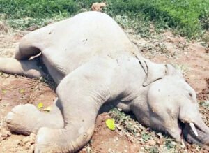 Chhattisgarh Crimes