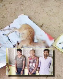 गरियाबंद वन विभाग की कार्रवाई; 2 हिरण का शिकार, 3 आरोपी गिरफ्तार, 10 लाख के चिरान भी जब्त Chhattisgarh Crimes