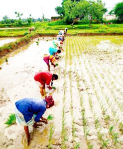 तेजी से बदलते परिस्थितियों से अंचल के अन्नदाता है परेशान Chhattisgarh Crimes