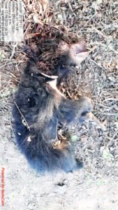 Chhattisgarh Crimes