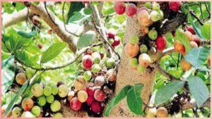 इस पेड़ के तने से निकलने वाला दूध है कई समस्याओं का इलाज, ल्यूकोरिया से लेकर लूज मोशन तक में लाभकारी Chhattisgarh Crimes