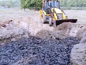 जमीन में दफनाई गई 30 क्विंटल मांगुर मछली, आंध्र प्रदेश से हो रही थी तस्करी Chhattisgarh Crimes