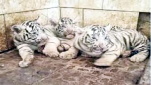 Chhattisgarh Crimes
