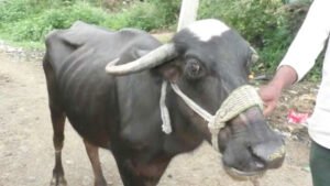 Chhattisgarh Crimes