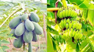 इन 2 फलों को कच्चा खाना यूरिक एसिड के मरीजों के लिए है फायदेमंद, बस जान लें कैसे खाएं Chhattisgarh Crimes