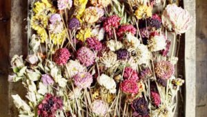 Vastu Tips: घर में भूलकर भी न रखें इस तरह के फूल, वरना बसी-बसाई गृहस्थी जाएगी उजड़ Chhattisgarh Crimes