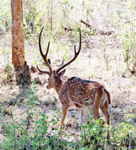 गाय चराने गई दो महिला पर हिरण ने किया हमला, एक की मौत Chhattisgarh Crimes