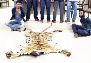 बाघ की खाल के साथ 2 अंतरराज्यीय तस्कर गिरफ्तार Chhattisgarh Crimes